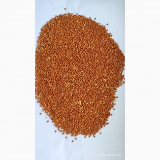 Продам просо червоне (Panicum miliaceum)- 500т., с/г виробник