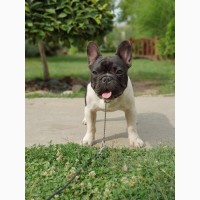 French Bulldog - Serbia