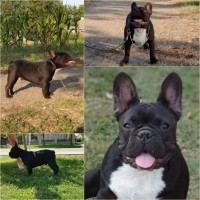 French Bulldog - Serbia