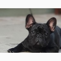 French Bulldog - Serbia