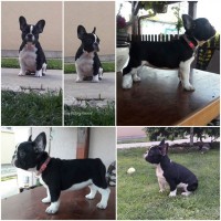 French Bulldog - Serbia