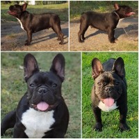 French Bulldog - Serbia