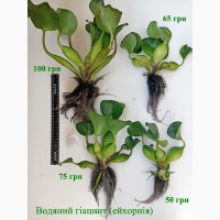 Водяні гіацинти ейхорнія плаваючі рослини для чистки води в водоймі