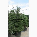 Пихта голубая одноцветная (abies concolor Glauca ) 3-3.3 м Киев купить.