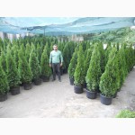 Пихта голубая одноцветная (abies concolor Glauca ) 3-3.3 м Киев купить.