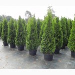 Пихта голубая одноцветная (abies concolor Glauca ) 3-3.3 м Киев купить.