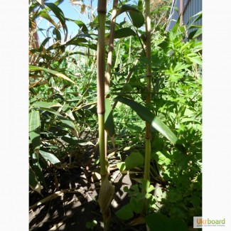 Phyllostachys Aureosulcata Spectabilis, продам саженцы бамбука