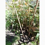 Phyllostachys Aureosulcata Spectabilis, продам саженцы бамбука