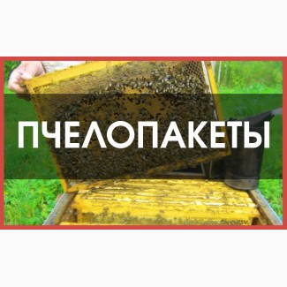 Продам пчелопакеты