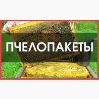 Продам пчелопакеты