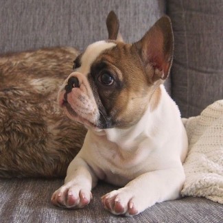 Lovely French bulldog