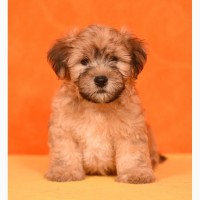 Havanese bichon puppies