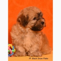 Havanese bichon puppies