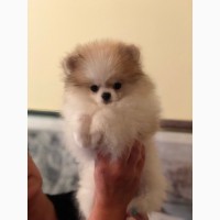 Pomeranian puppy