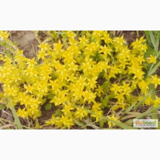 Очиток едкий (Sedum acer) 50 грамм