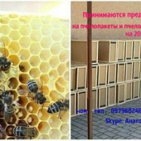 Продам пчелопакеты Карпатской породы