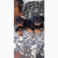 Продаються елітні цуценята породи Rottweiler від інтерчемпіона