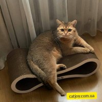 Когтеточка-лежанка Авангард белый cat joy от производителя