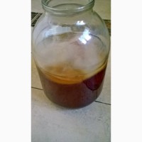 Продаю органическую комбучу, чайный гриб, комбуча, kombucha Scoby, напиток, квас. гриб