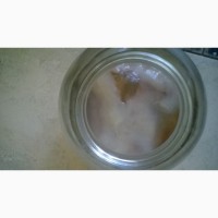 Продаю органическую комбучу, чайный гриб, комбуча, kombucha Scoby, напиток, квас. гриб