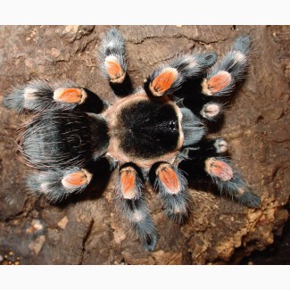 Паук Brachypelma hamorii (ex Brachypelma smithi), самец