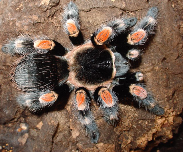 Фото 1/3. Паук Brachypelma hamorii (ex Brachypelma smithi), самец