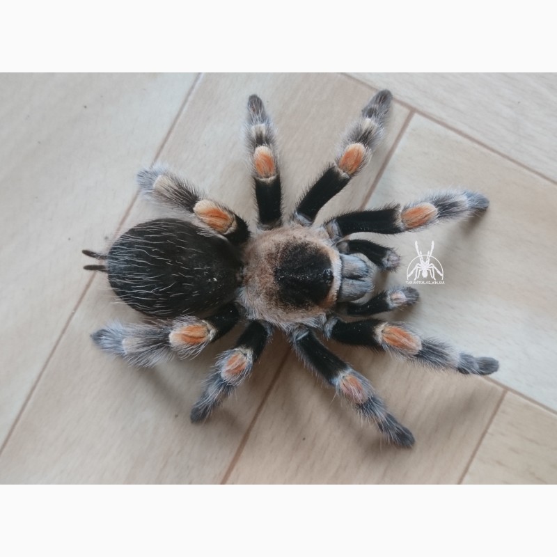 Фото 3/3. Паук Brachypelma hamorii (ex Brachypelma smithi), самец