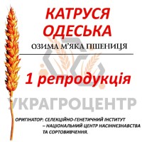 Насіння озимої пшениці КАТРУСЯ ОДЕСЬКА 1 репродукція 2024р