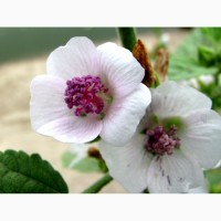 Алтей лікарський (Althaea officinalis L.) Алтей лекарственный