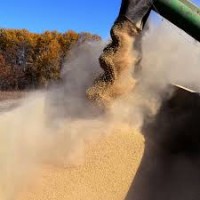 Покупаем сою (гмо и не гмо).Возможен самовывоз авто