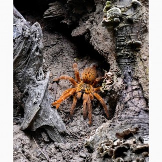 Паук Pterinochilus murinus RCF