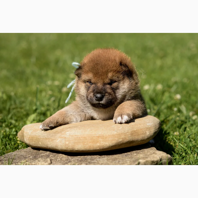 Фото 3/3. Shiba Inu, Шиба Іну цуценята. Від офіційного розпладника