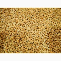 Продам пшеницю 1000 тонн, Миколаївська обл, Прибужани