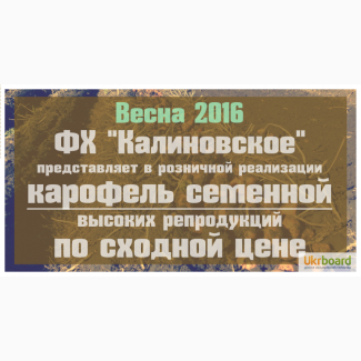 ФХ Калиновское реализует семенные клубни картофеля высоких репродукций, сорта Агаве НН