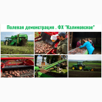 ФХ Калиновское реализует семенные клубни картофеля высоких репродукций, сорта Агаве НН