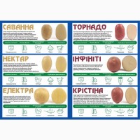 Семенной картофель. IPM Potato - элитные сорта картофеля из Голландии