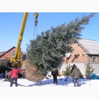 Викопати Посадкову Яму для Дерева Ялинки