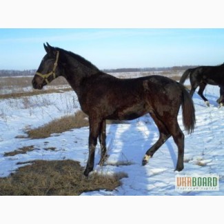 Жеребенок верховой породы, 11 мес