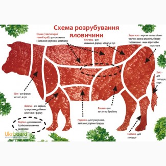 Работники на производство по разделке говядины. Работа в Польше