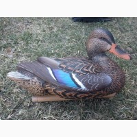 Avian-X TopFlight Preener/Rester Mallard