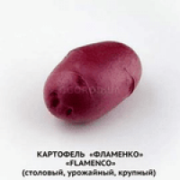 Семенной картофель