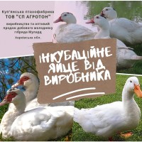 Інкубаційне яйце від виробника