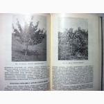 Веньяминов А.Н. Селекция вишни сливы абрикоса в условиях средней полосы СССР 1-е изд 1954