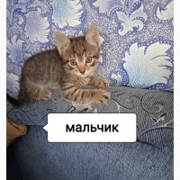 Отдам котят в добрые руки