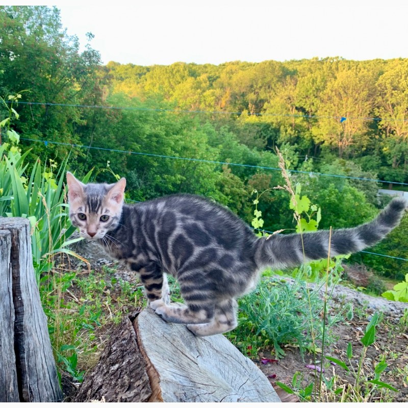 Фото 7. Бенгальские котята