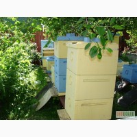 Продам пчел в Харькове