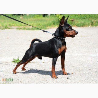 Цвергпинчер (Zwergpinscher, Miniature Pinscher) - универсальная собака-компаньон.