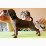 Цвергпинчер (Zwergpinscher, Miniature Pinscher) - универсальная собака-компаньон.