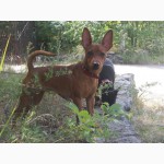 Цвергпинчер (Zwergpinscher, Miniature Pinscher) - универсальная собака-компаньон.