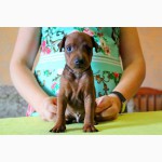 Цвергпинчер (Zwergpinscher, Miniature Pinscher) - универсальная собака-компаньон.